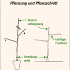 1_pflanzung_und_pflanzschnitt_obstbaumschnitt_bayerisches_obstzentrum_michael_neumueller